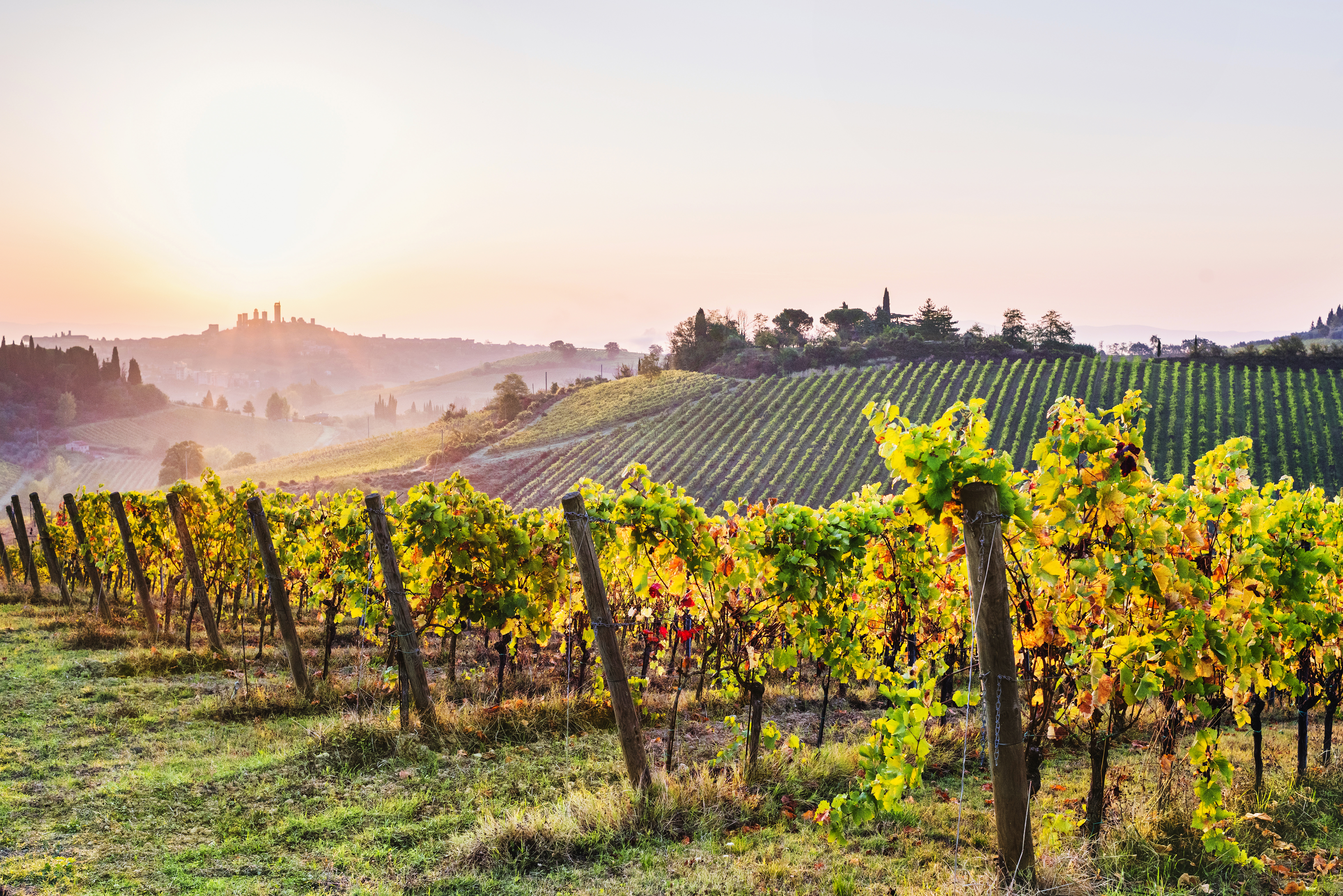 Smuk toscansk vingård ved solnedgang med rullende bakker og San Gimignano i baggrunden