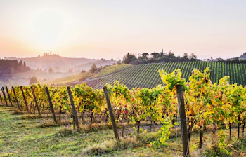 Smuk toscansk vingård ved solnedgang med rullende bakker og San Gimignano i baggrunden