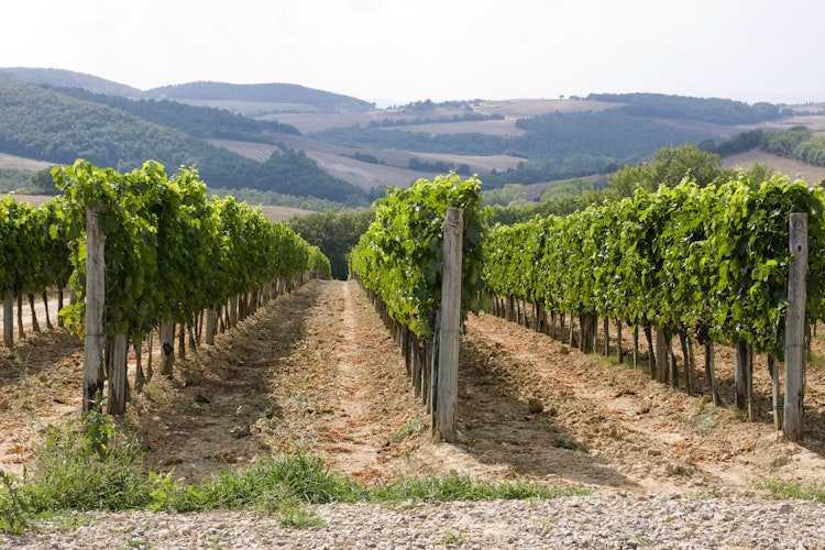 Idylliske vinmarker i Toscana med grønne bakker, landejendom og skyet himmel nær Chianti-regionen