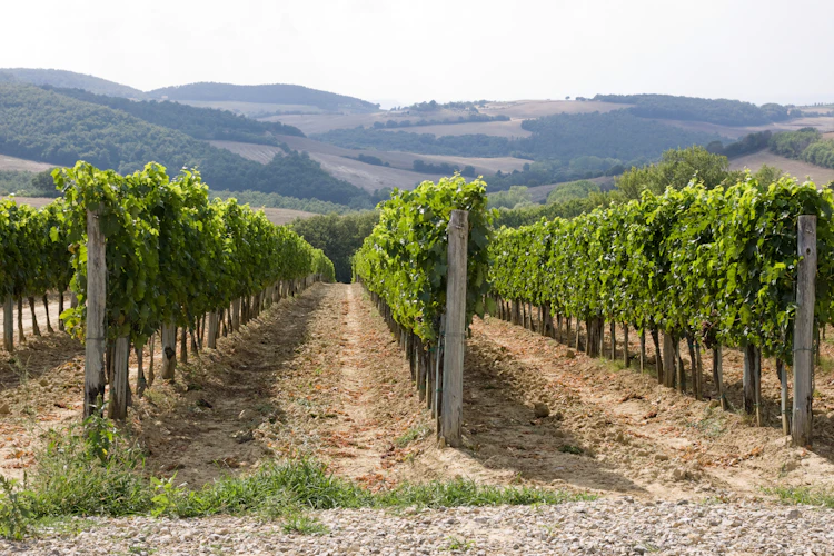 Idylliske vinmarker i Toscana med grønne bakker, landejendom og skyet himmel nær Chianti-regionen