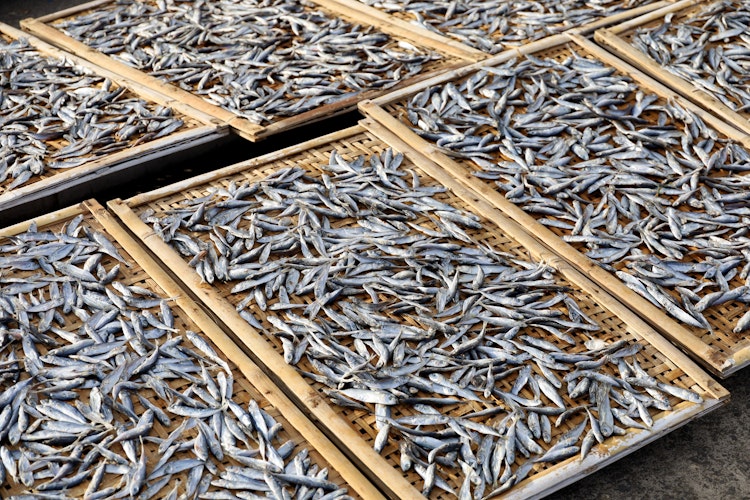 Traditionel produktion af saltede ansjoser på bambusbakker i en indonesisk fiskerihavn, hvor små fisk tørres i solen