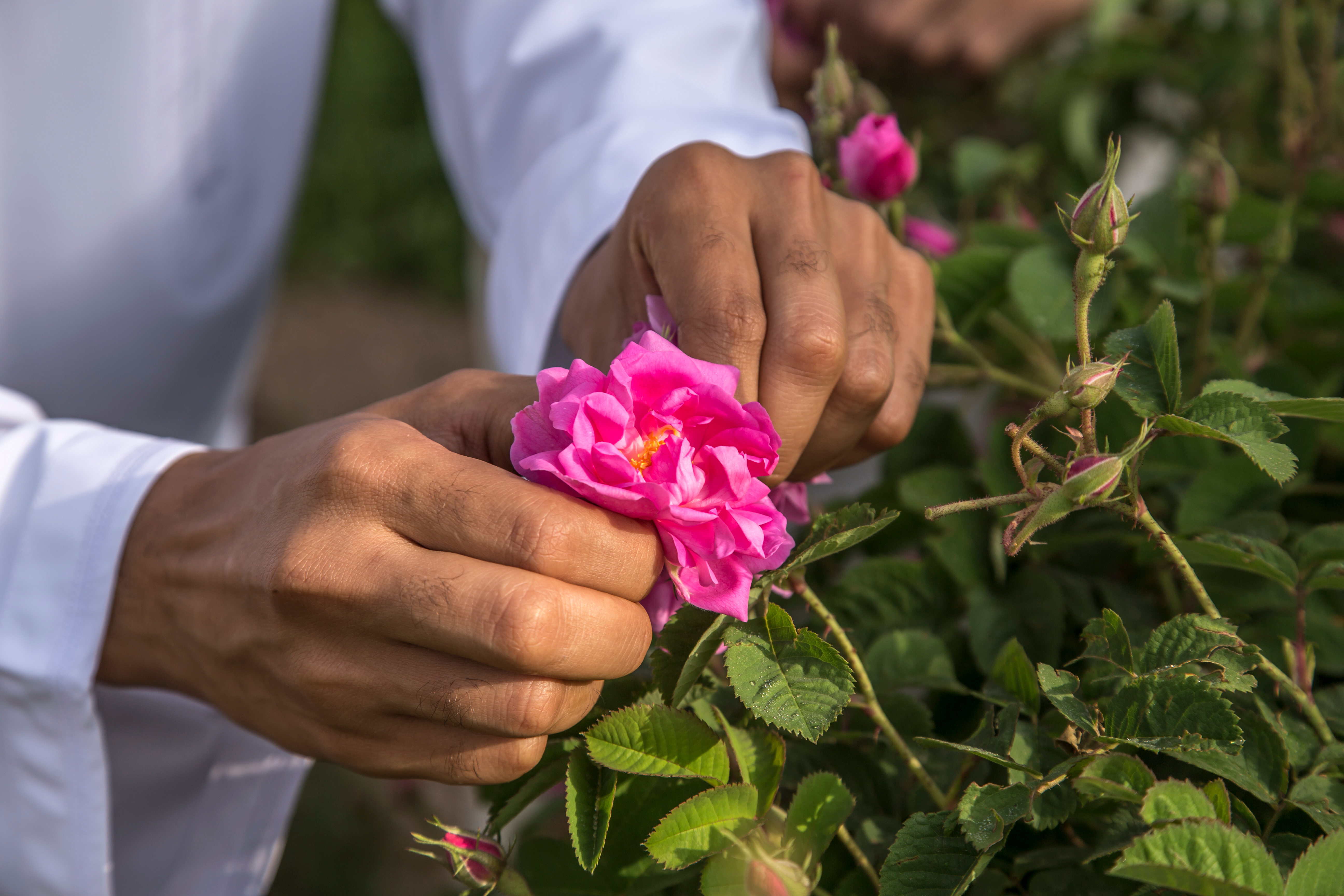 Mand indsamler rosenblade til traditionel rosenvandsfremstilling i Jabal al Akhdar bjergene i Oman