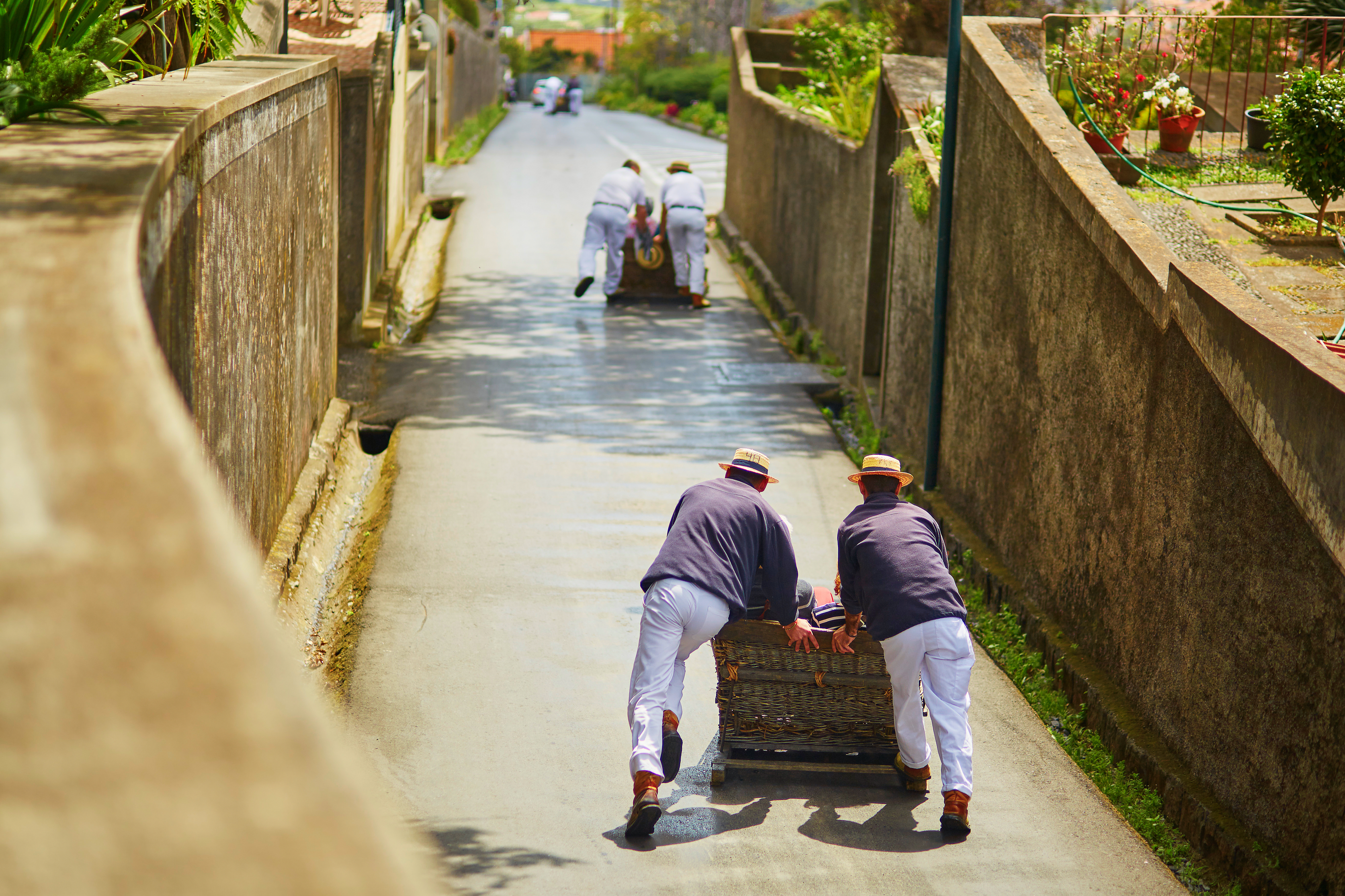 Traditionel toboggan-kælketur i Funchal, Madeira, hvor lokale førere i hvide dragter og stråhatte skubber turister ned ad bakken i træslæder