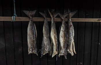 Traditionel tørring af torsk på Færøerne, hvor fisk hænger udendørs i den friske luft som del af den lokale madkultur og fisketradition