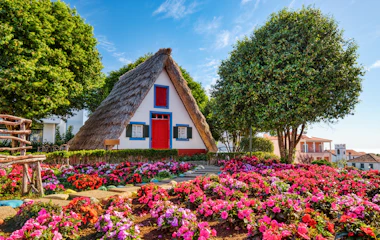 Farverige traditionelle huse med trekantede stråtage omgivet af blomster i Santana på Madeira, Portugal