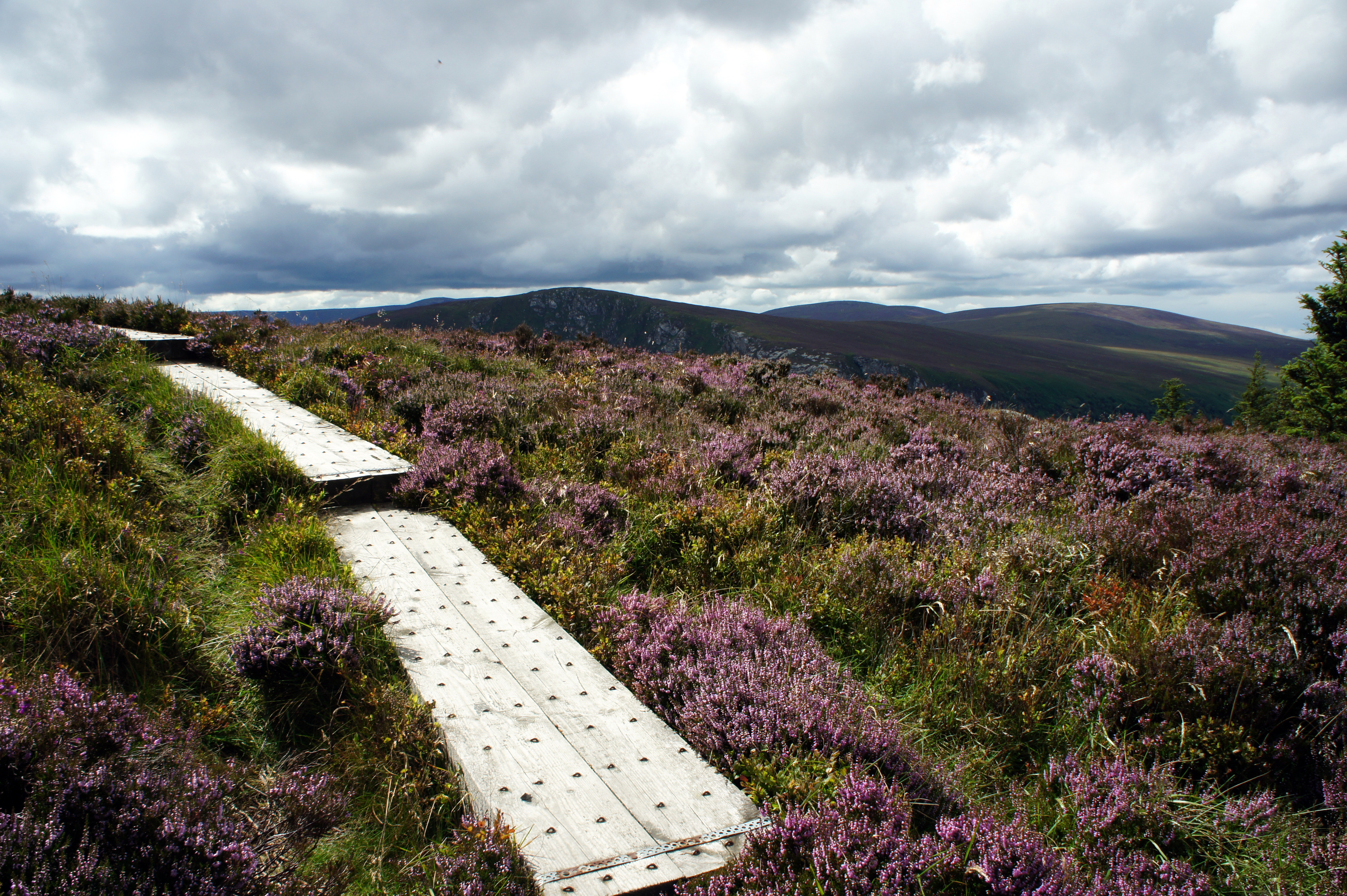Træsti gennem lilla lynghede i Wicklow Mountains, Irland, med bølgende bjerge og dramatisk skyet himmel i baggrunden