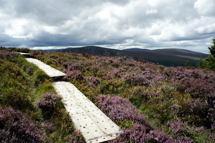 Træsti gennem lilla lynghede i Wicklow Mountains, Irland, med bølgende bjerge og dramatisk skyet himmel i baggrunden