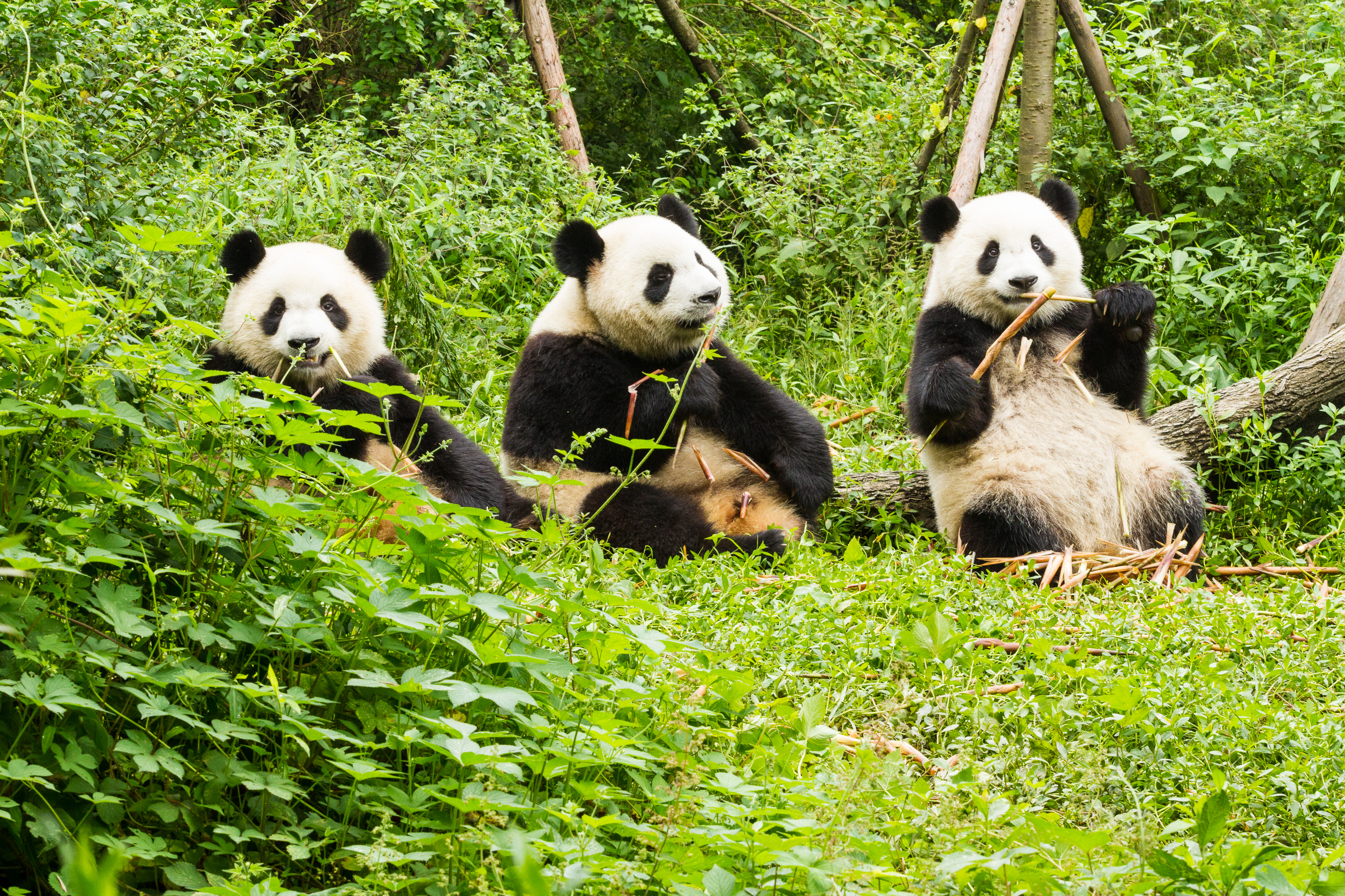 Tre kæmpe pandaer spiser bambus i naturligt habitat i Chengdu Kina