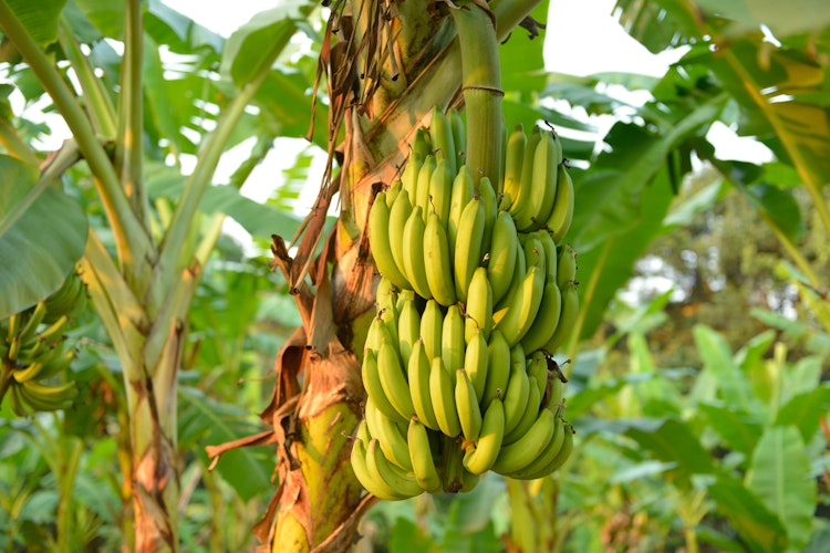 Frodig bananplantage med grønne banantræer og frugtklaser i Rayong, Thailand