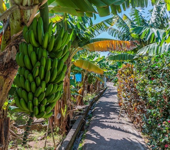 Tropisk bananplantage med grønne bananer hængende fra træer langs natursti