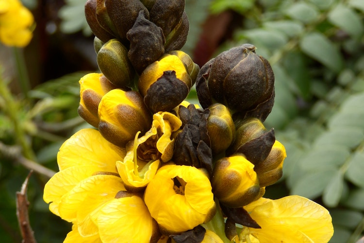 Nærbillede af den tropiske Popcorn Cassia plante med dens karakteristiske gule blomster og grønne blade, kendt for sin særlige duft