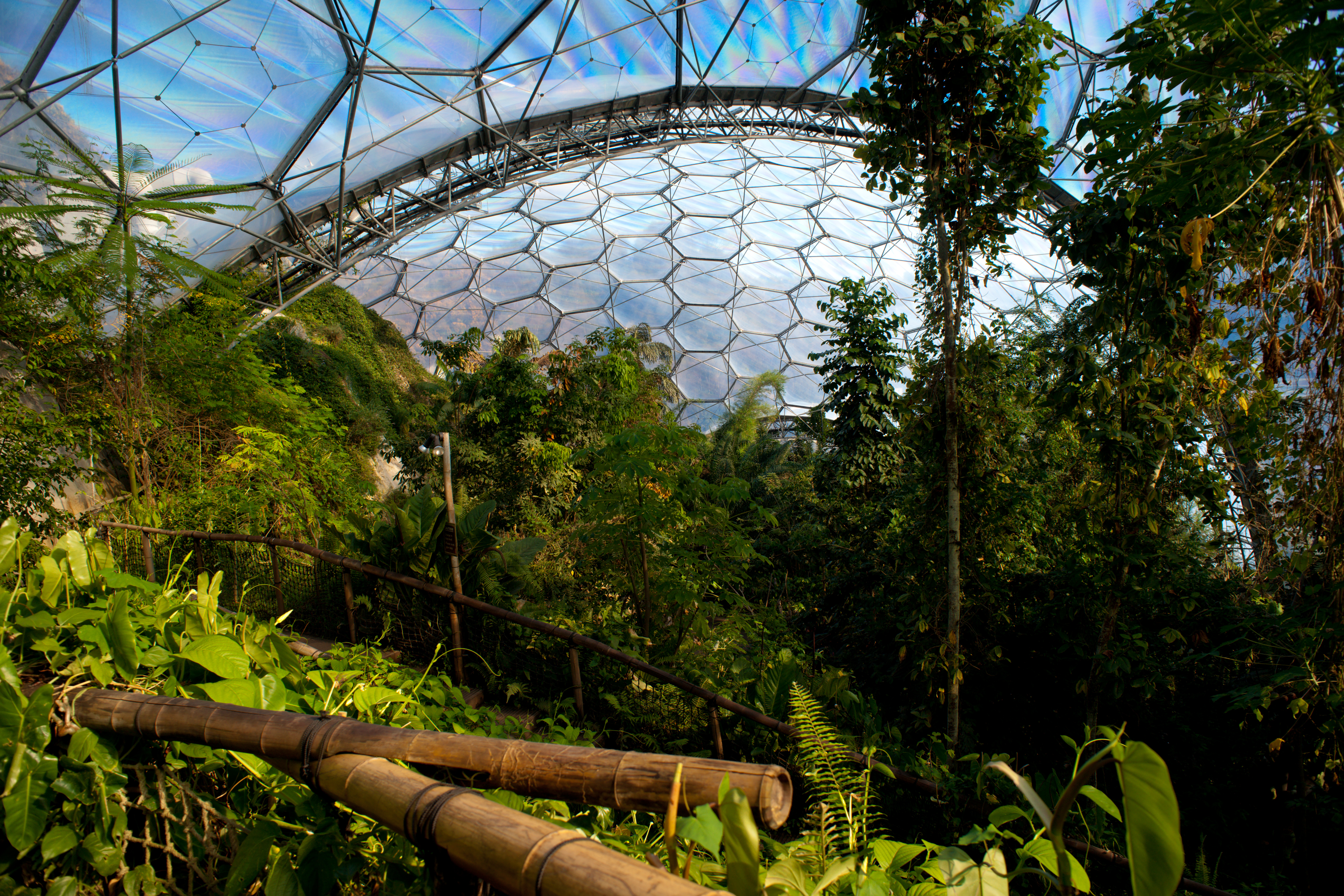 Frodig tropisk vegetation med palmer, bregner og tæt løv i den ikoniske biodome i Eden Project, Cornwall, der genskaber et autentisk regnskovsmiljø