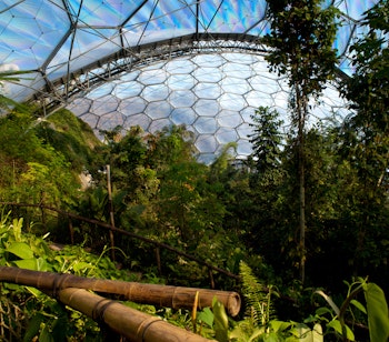 Frodig tropisk vegetation med palmer, bregner og tæt løv i den ikoniske biodome i Eden Project, Cornwall, der genskaber et autentisk regnskovsmiljø