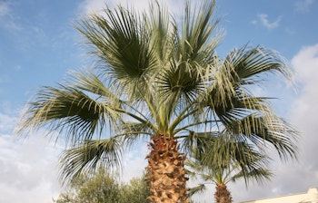 Frodige palmeblade i tropisk park, perfekt til afslappende ferieoplevelser under blå himmel