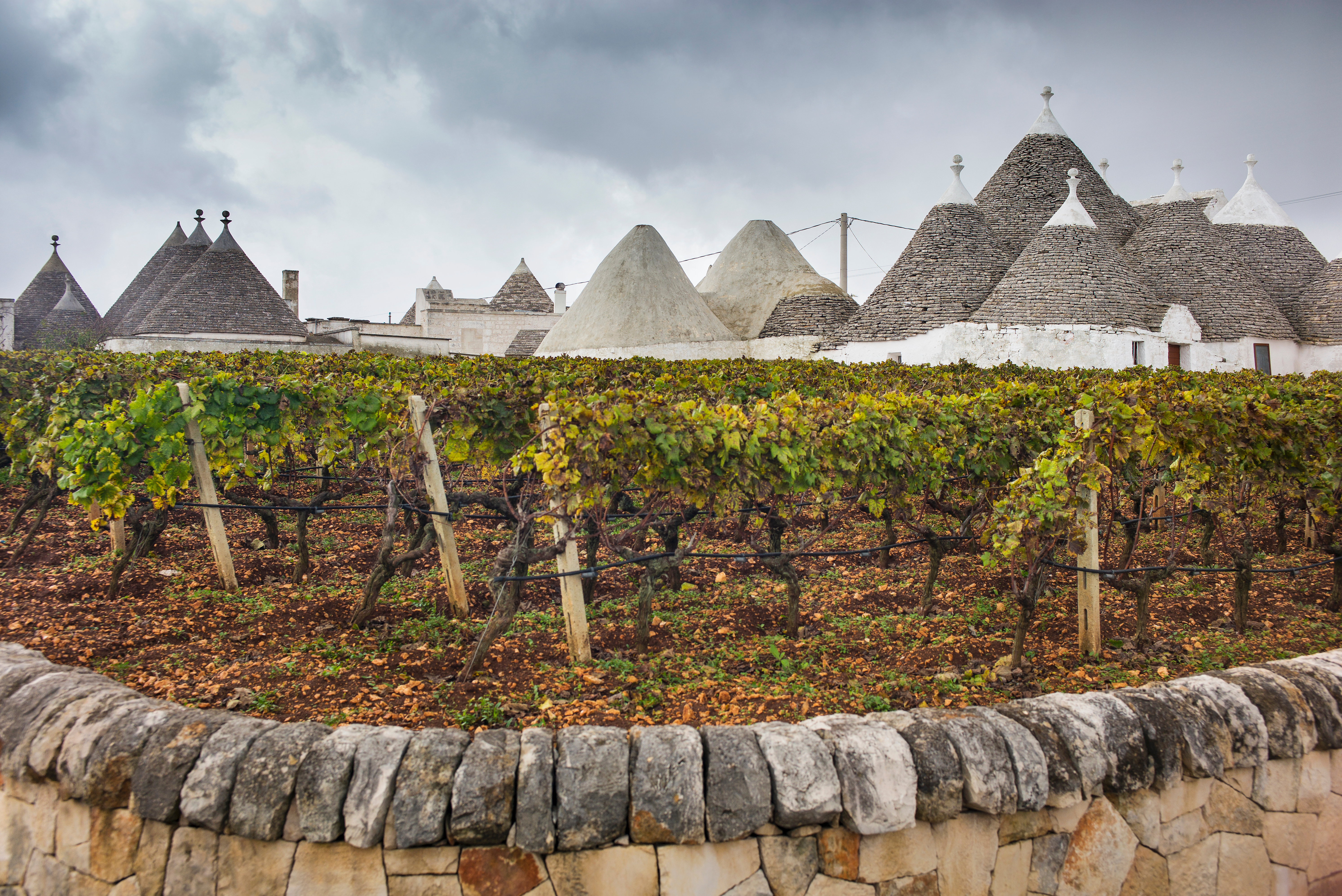 Traditionelle trulli-huse med karakteristiske kegleformede tage omgivet af grønne vinmarker i Alberobello, Puglia
