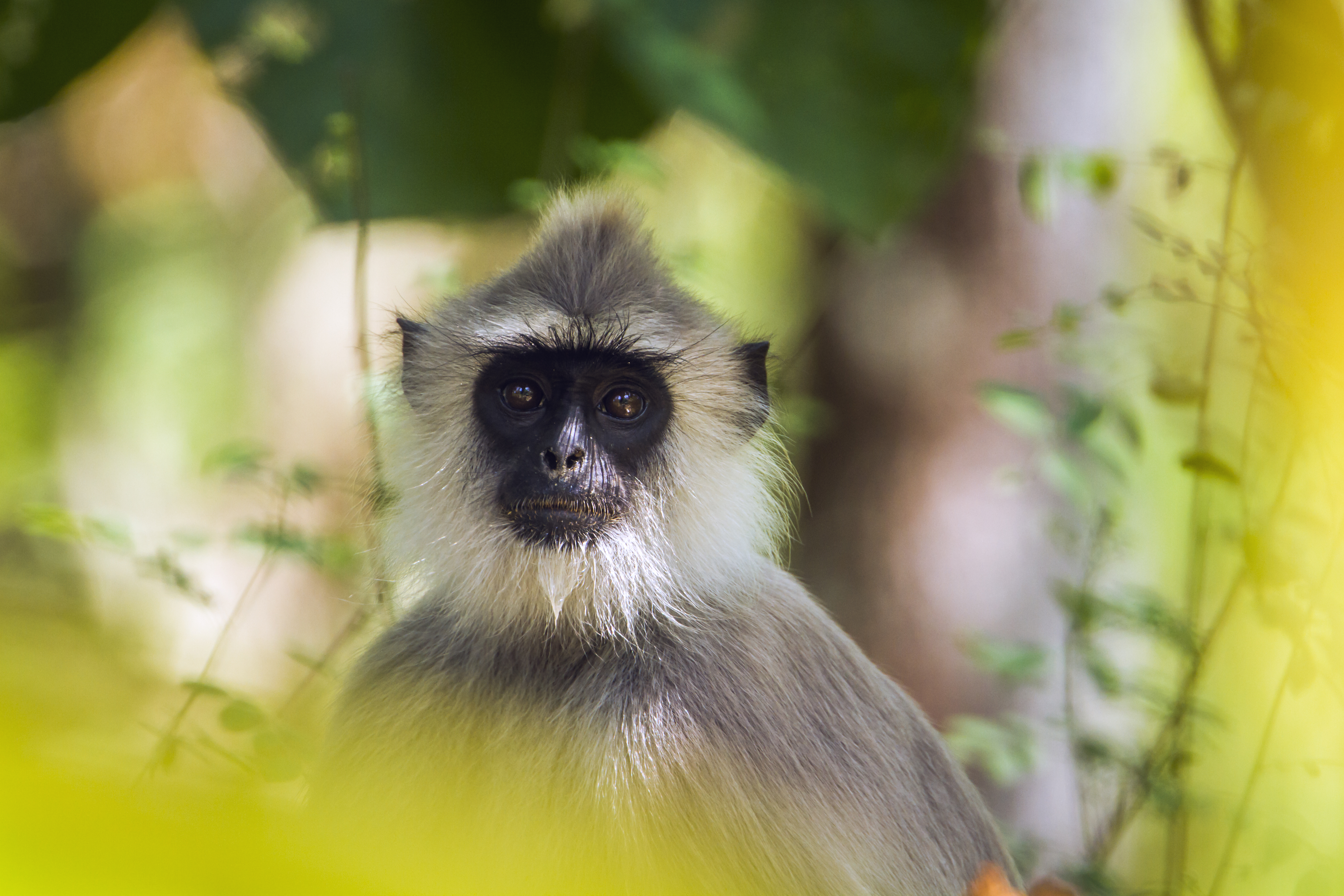 Grå langur abe i Minneriya nationalpark på Sri Lanka. Fascinerende vildtliv på nært hold under safari i den smukke naturreservat.