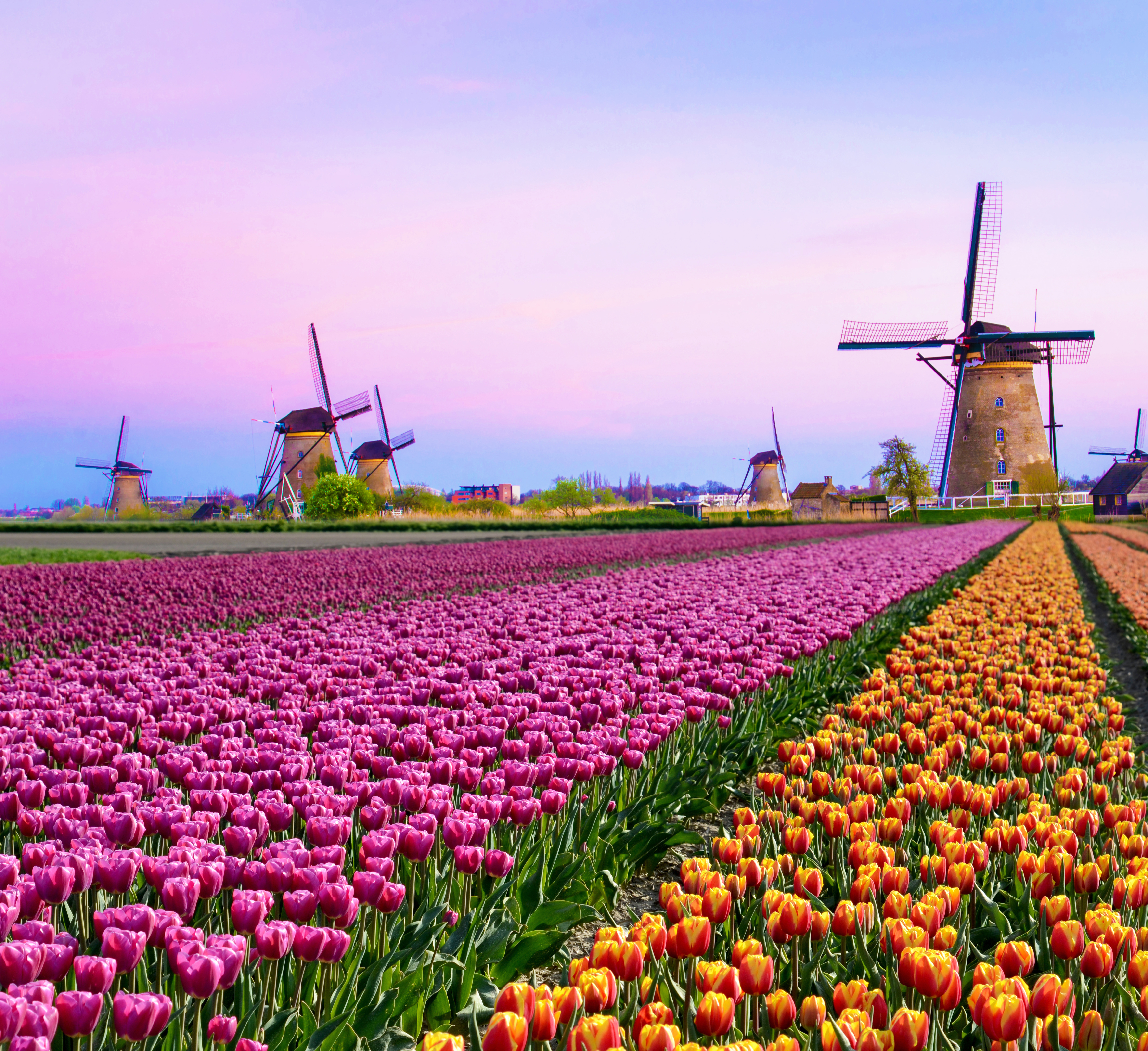 Farverige tulipanmarker med traditionelle hollandske møller ved solnedgang i Holland