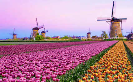 Farverige tulipanmarker med traditionelle hollandske møller ved solnedgang i Holland
