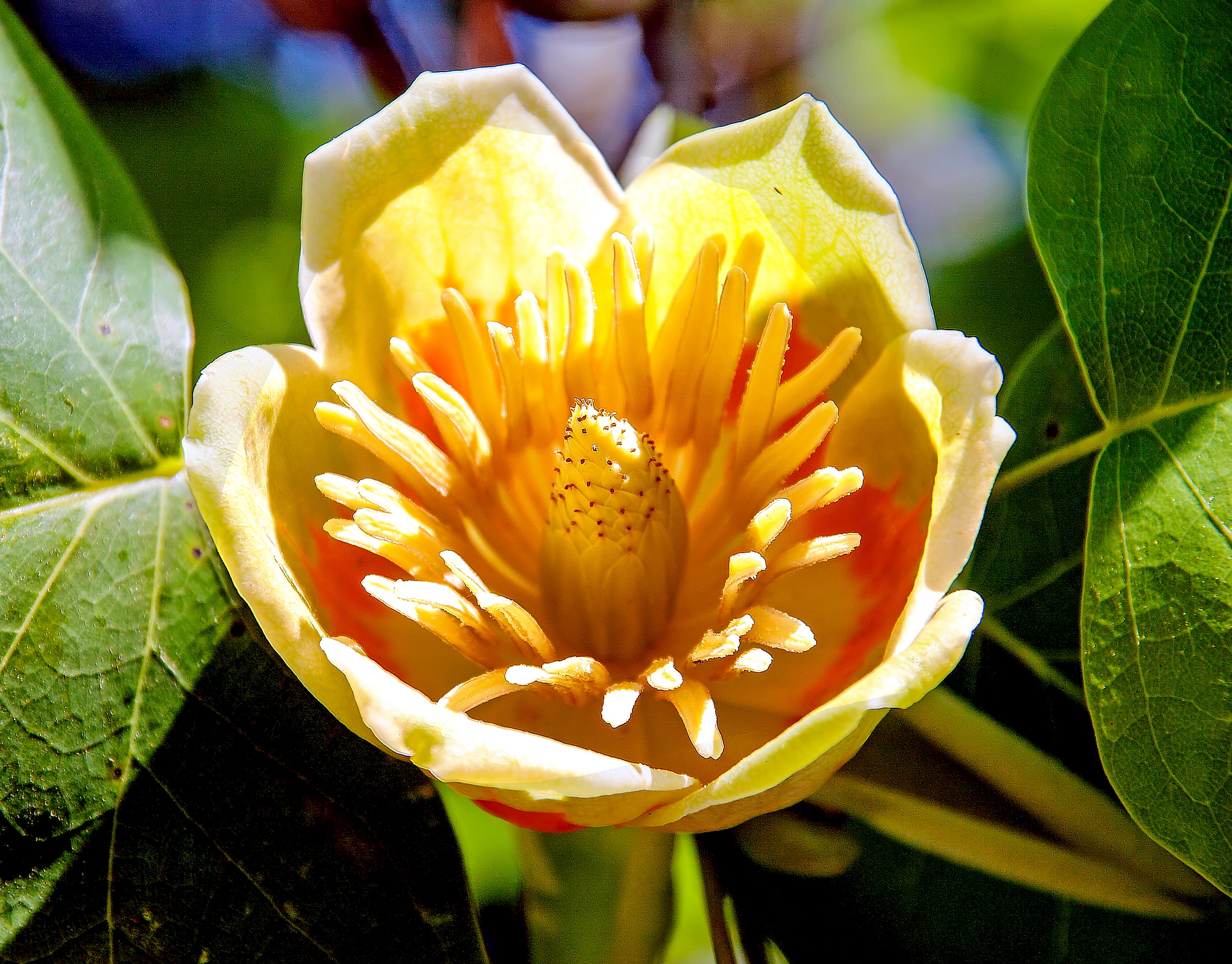 Nærbillede af en smuk gul og orange tulipantræ-blomst omgivet af grønne blade i Landriana Haven, Italien