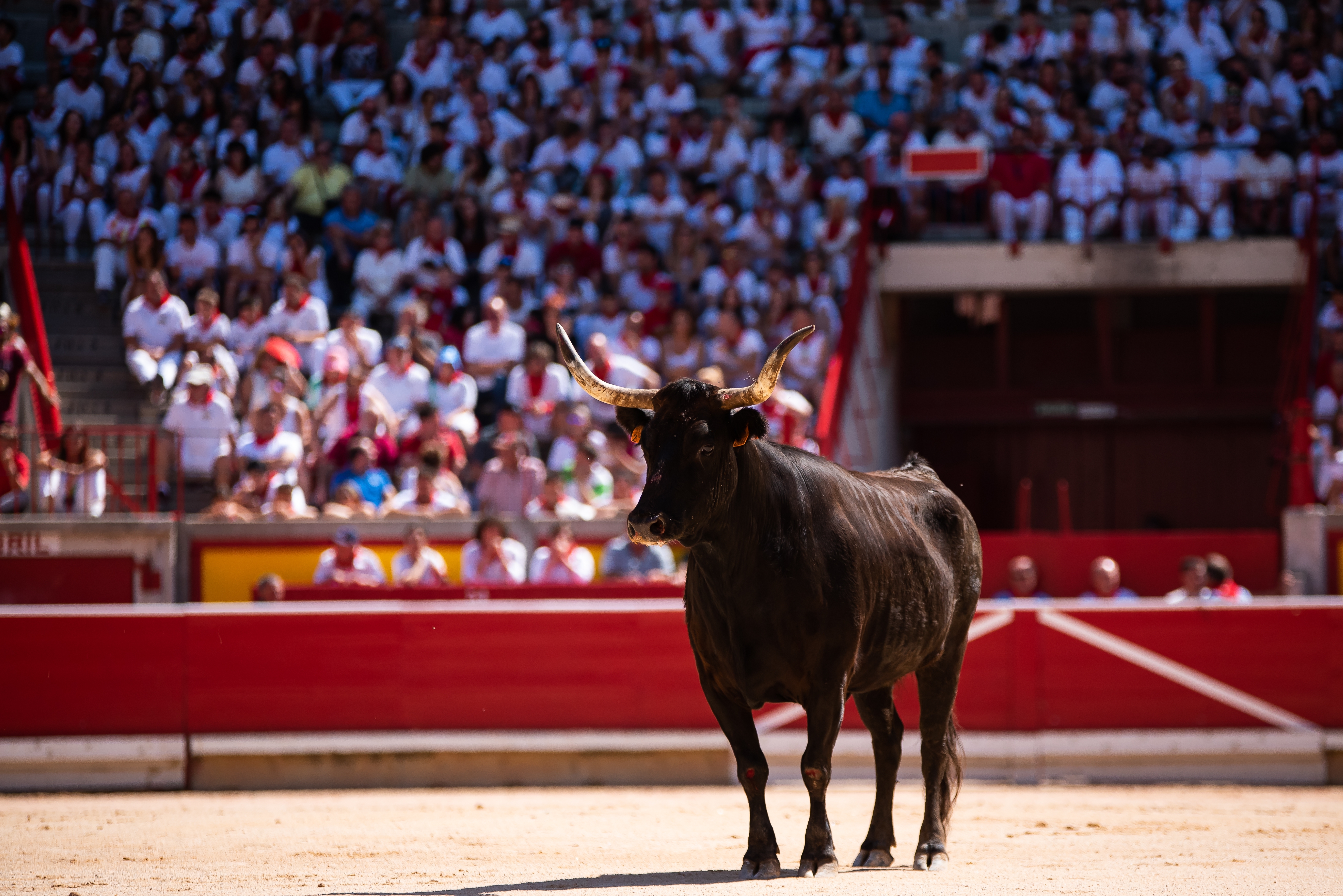Spændende tyreløb under San Fermín festivalen i Pamplona, hvor modige deltagere løber foran tyre gennem byens gader