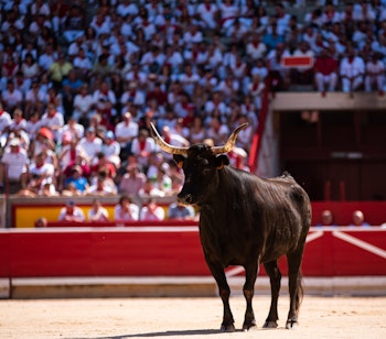 Spændende tyreløb under San Fermín festivalen i Pamplona, hvor modige deltagere løber foran tyre gennem byens gader