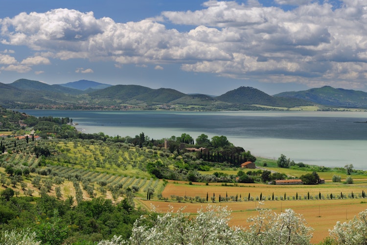 Panoramaudsigt over terrasserede olivenlunde på skråningerne ned mod Trasimeno-søen i Umbrien, Italien - et typisk landskab du oplever under elcykelturen med besøg på olivenoliemølle og smagning