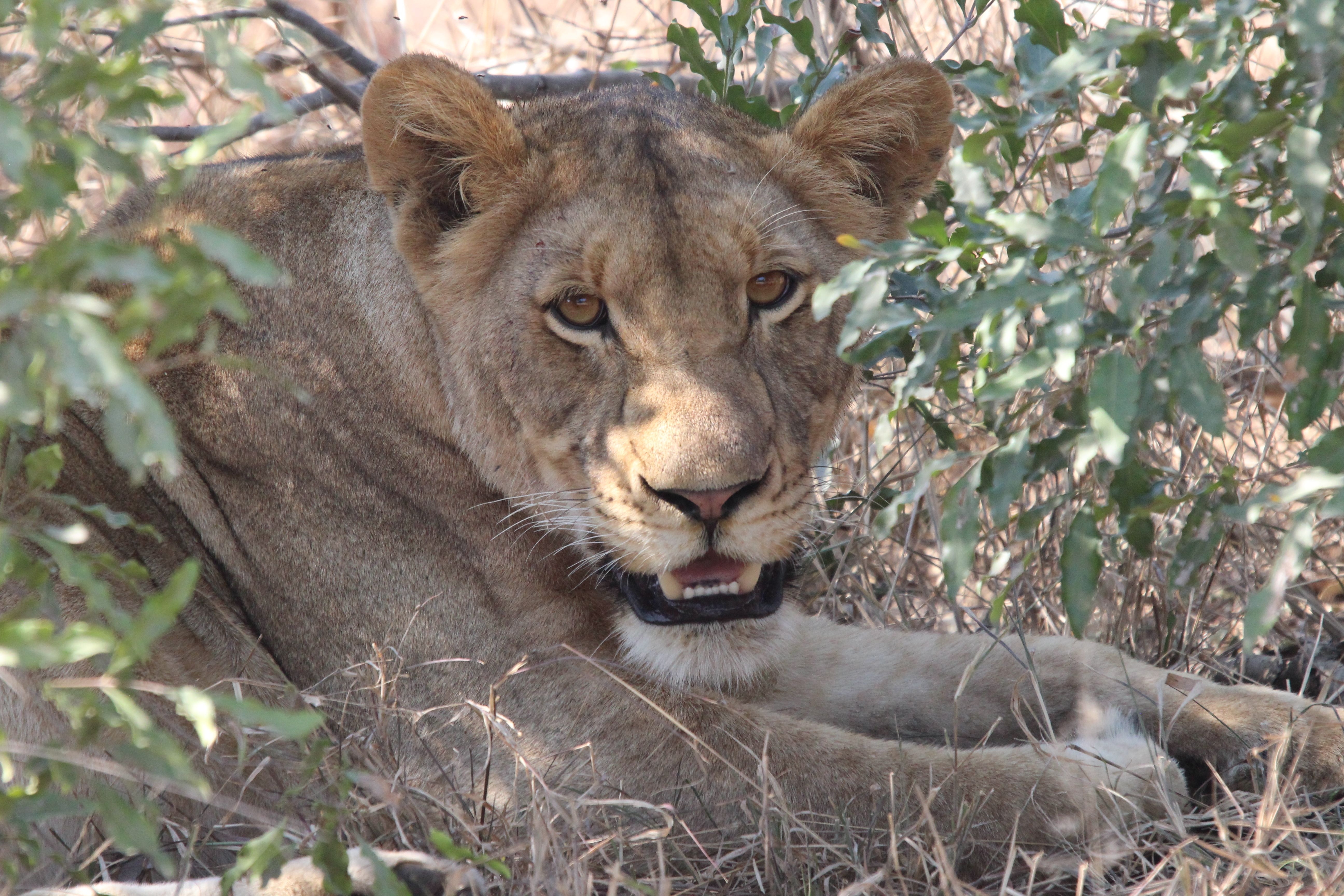 Ung løvinde hviler i skyggen af buske i Kruger Nationalpark, Sydafrika, under en spændende safarioplevelse