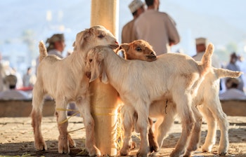 Tre unge hvide geder udstillet på det traditionelle fredagsmarked for husdyr i Nizwa, Sultanatet Oman