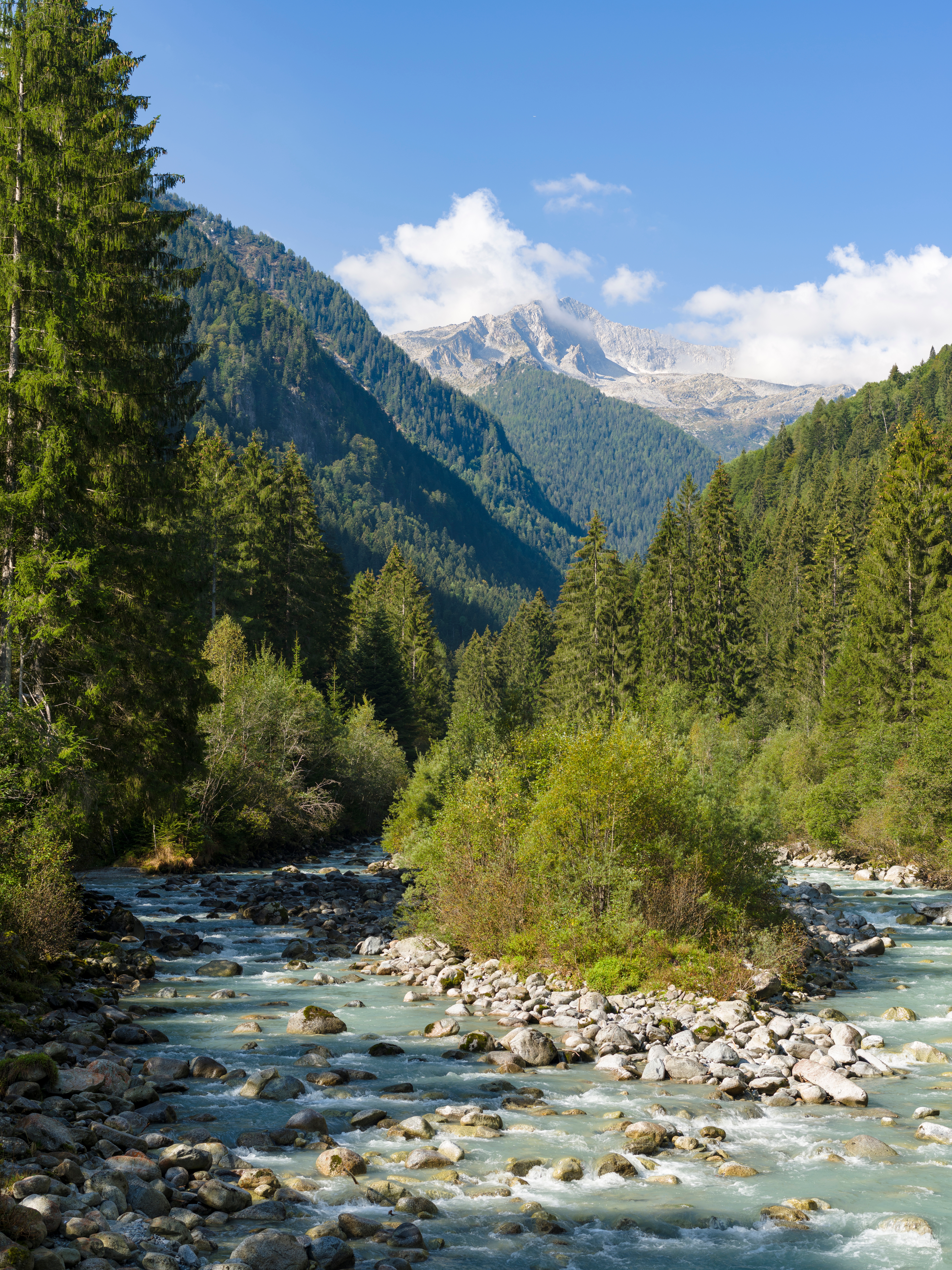 Turkisblå flod gennem Val di Genova omgivet af tæt nåleskov og majestætiske alpetinder i Adamello Brenta Naturpark, Trentino, Italien