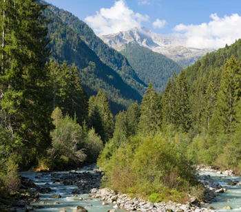 Turkisblå flod gennem Val di Genova omgivet af tæt nåleskov og majestætiske alpetinder i Adamello Brenta Naturpark, Trentino, Italien