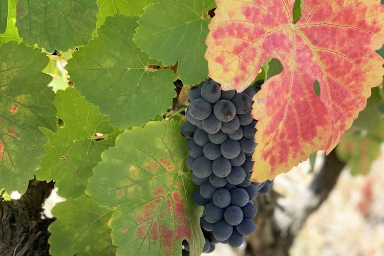 vandreferie_i_portugal_09