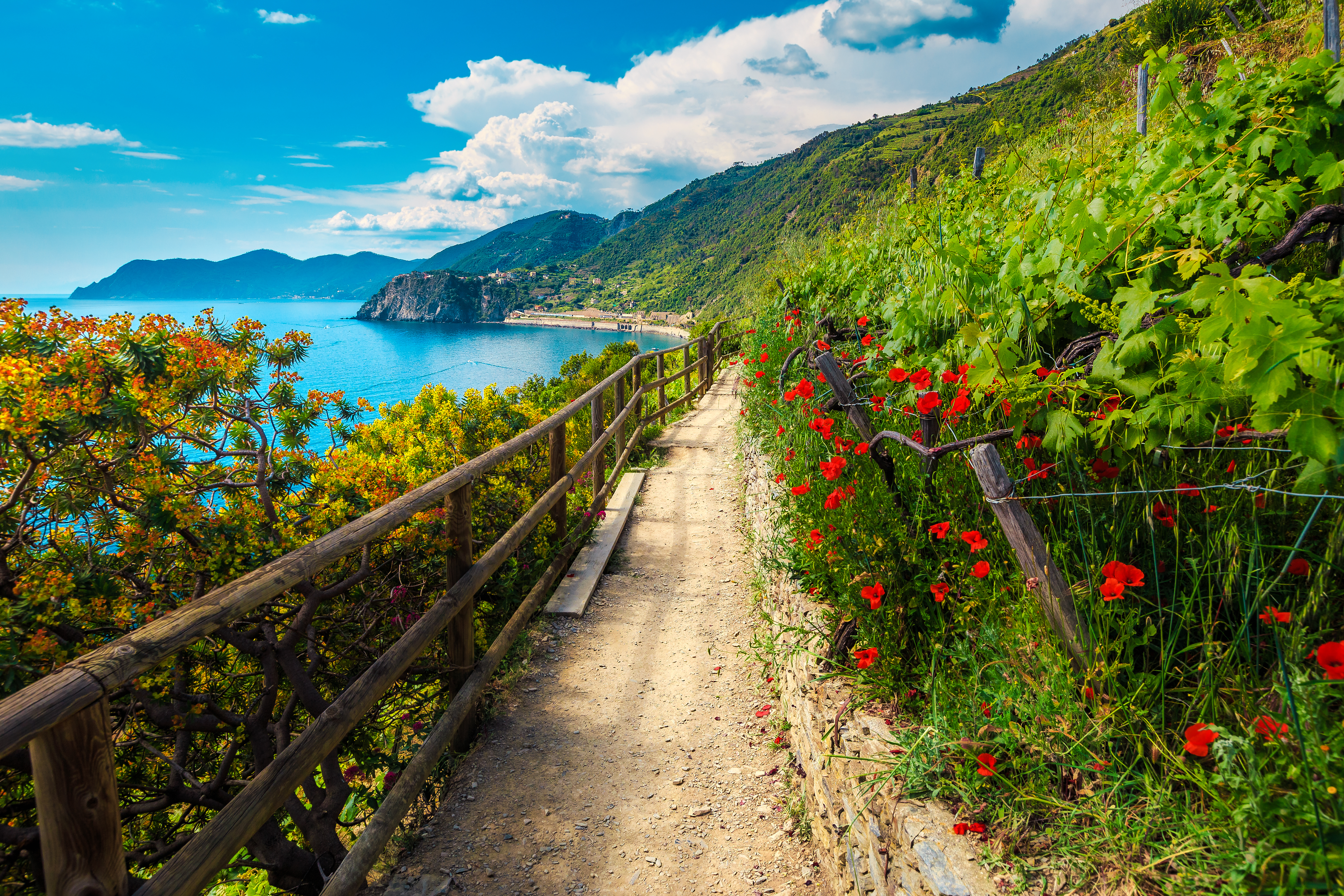 Malerisk vandrerute med røde valmuer og vinmarker langs kysten i Cinque Terre, Manarola i Italien