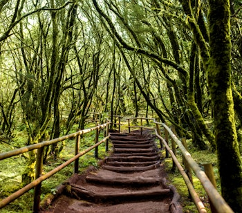 Stemningsfuld vandrerute med stentrappe gennem den mosklædte laurbærskov i Garajonay Nationalpark på La Gomera