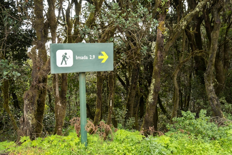 Vandrestiskilt i den frodige laurbærskov i Garajonay Nationalpark på vej til Imada landsbyen på La Gomera