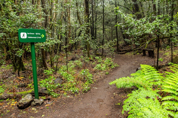 Frodig vandresti gennem Garajonay nationalpark mod Las Creces og Vallehermoso på La Gomera, De Kanariske Øer. UNESCO-beskyttet laurisilva-skov med endemisk vegetation.