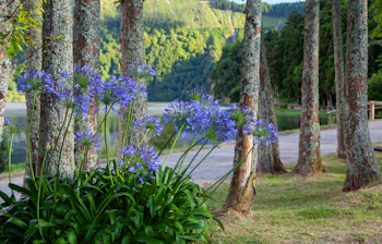 Frodig vandresti med blomstrende agapanthus langs den vulkanske sø i Sete Cidades på Azorerne, Portugal