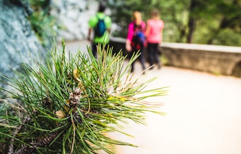 Fyrretræsnåle i forgrunden med vandrere på en sti ved Gardasøen i Italien, der illustrerer aktiv ferie i naturskønne omgivelser