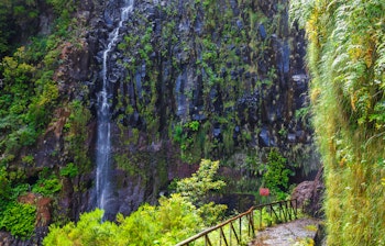 Frodig laurbærskov med vandresti langs Levada das 25 Fontes på Madeira, perfekt til naturelskere og vandrere