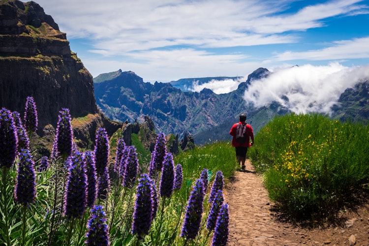 Vandrer på den maleriske sti til Pico Ruivo, Madeiras højeste bjerg, omgivet af lilla blomster og dramatisk bjerglandskab