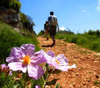 Naturskøn vandresti ved Rocha da Pena i Algarve med vilde lyserøde blomster i forgrunden og vandrer på den stenede sti