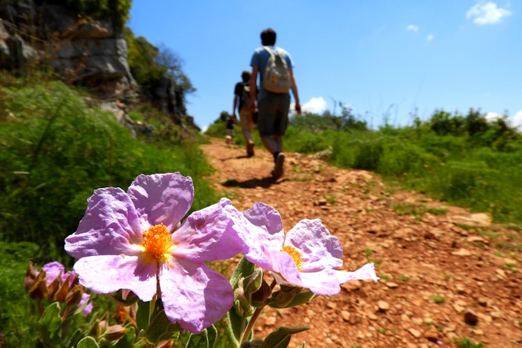 Naturskøn vandresti ved Rocha da Pena i Algarve med vilde lyserøde blomster i forgrunden og vandrer på den stenede sti