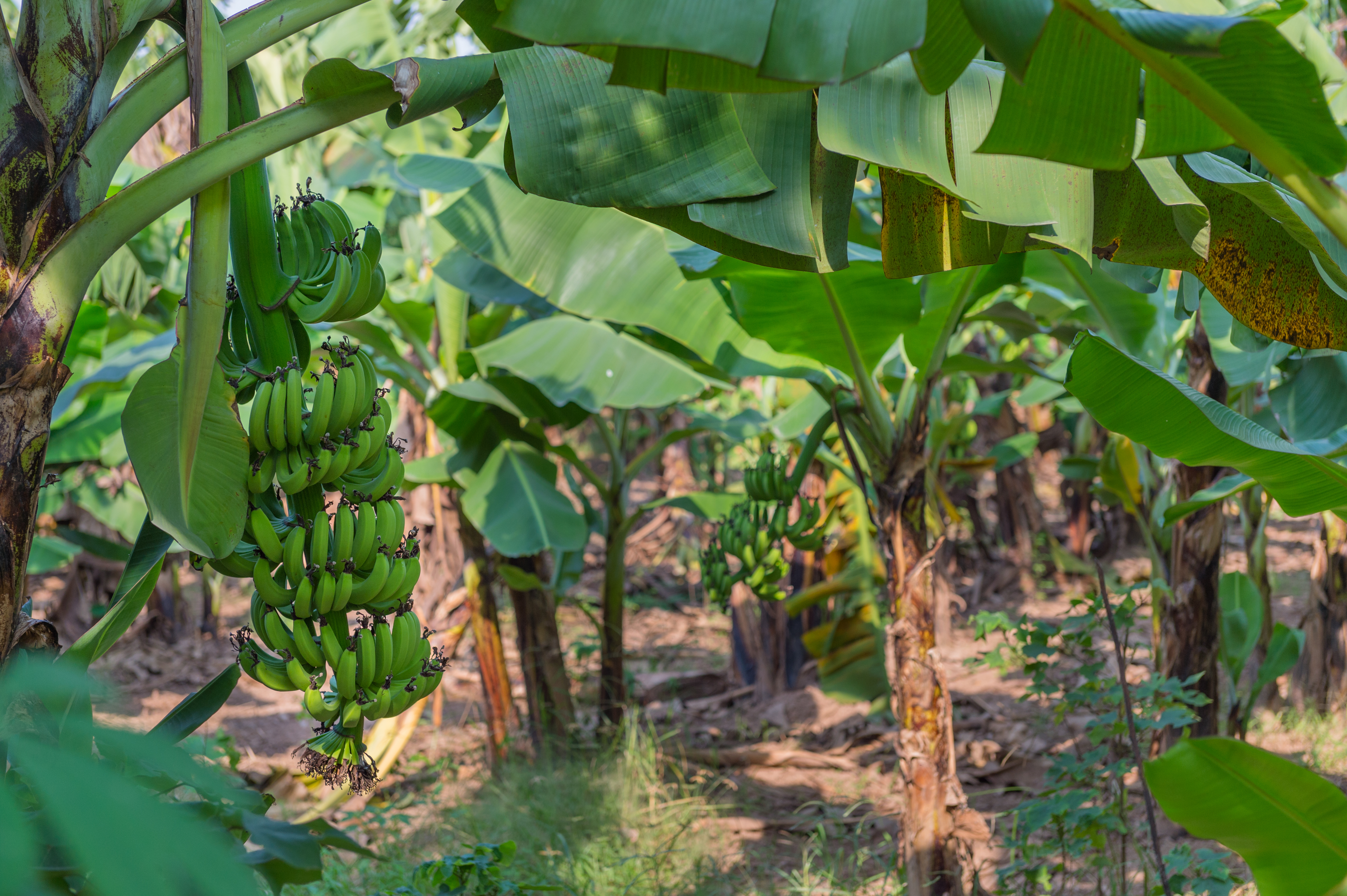 Grøn bananplantage med tropiske frugttræer i Vietnams landområder