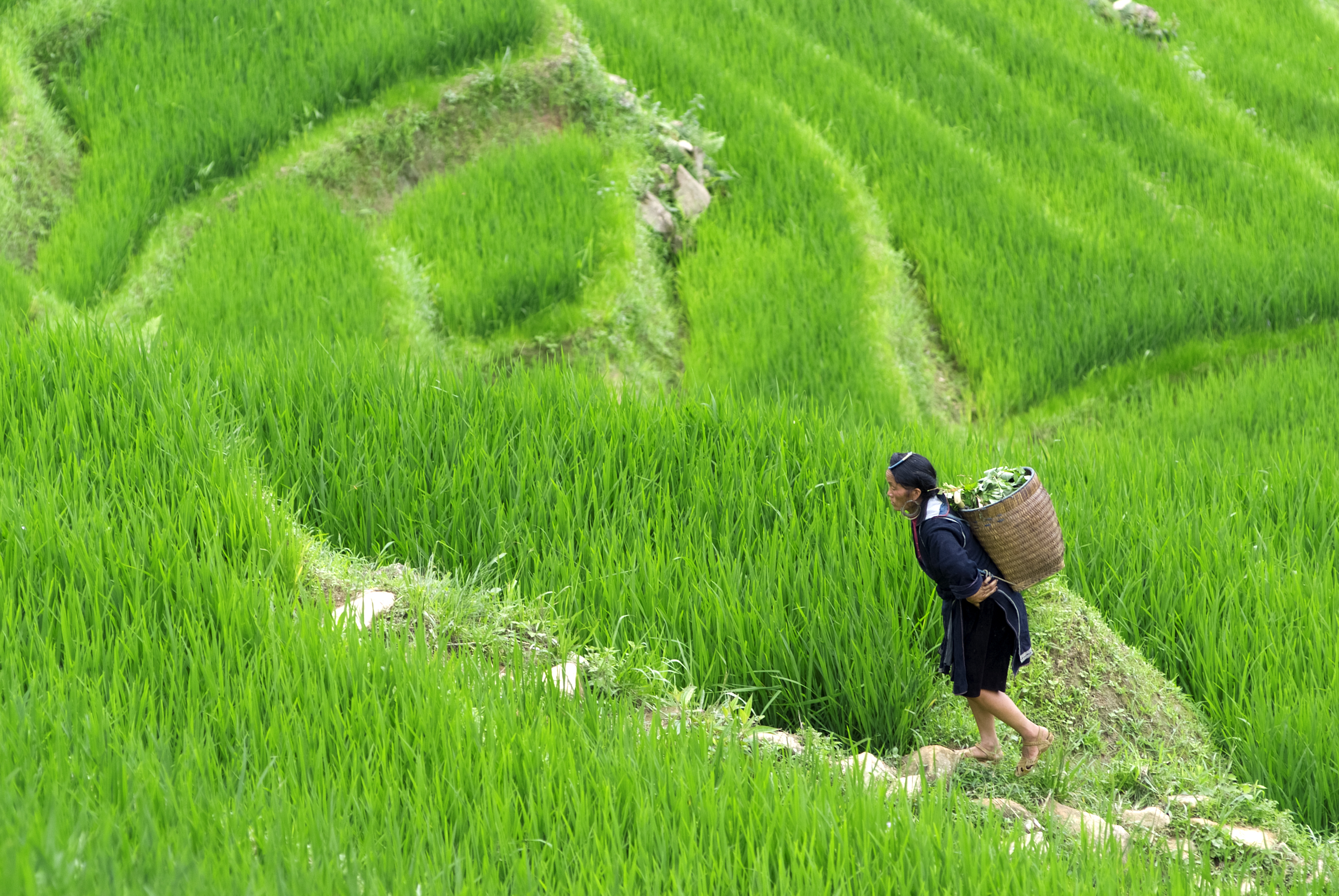 Vietnamesisk kvinde med kurv går gennem grønne risterrasser i Sapa dal Vietnam