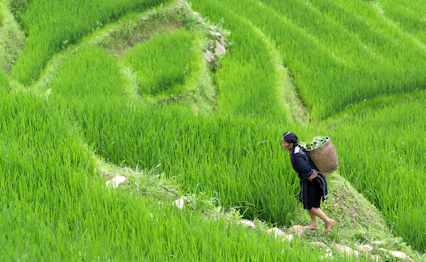Vietnamesisk kvinde med kurv går gennem grønne risterrasser i Sapa dal Vietnam