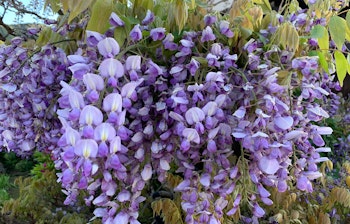 Smuk vildblomst i blomst i en japansk have omgivet af frodig groen natur
