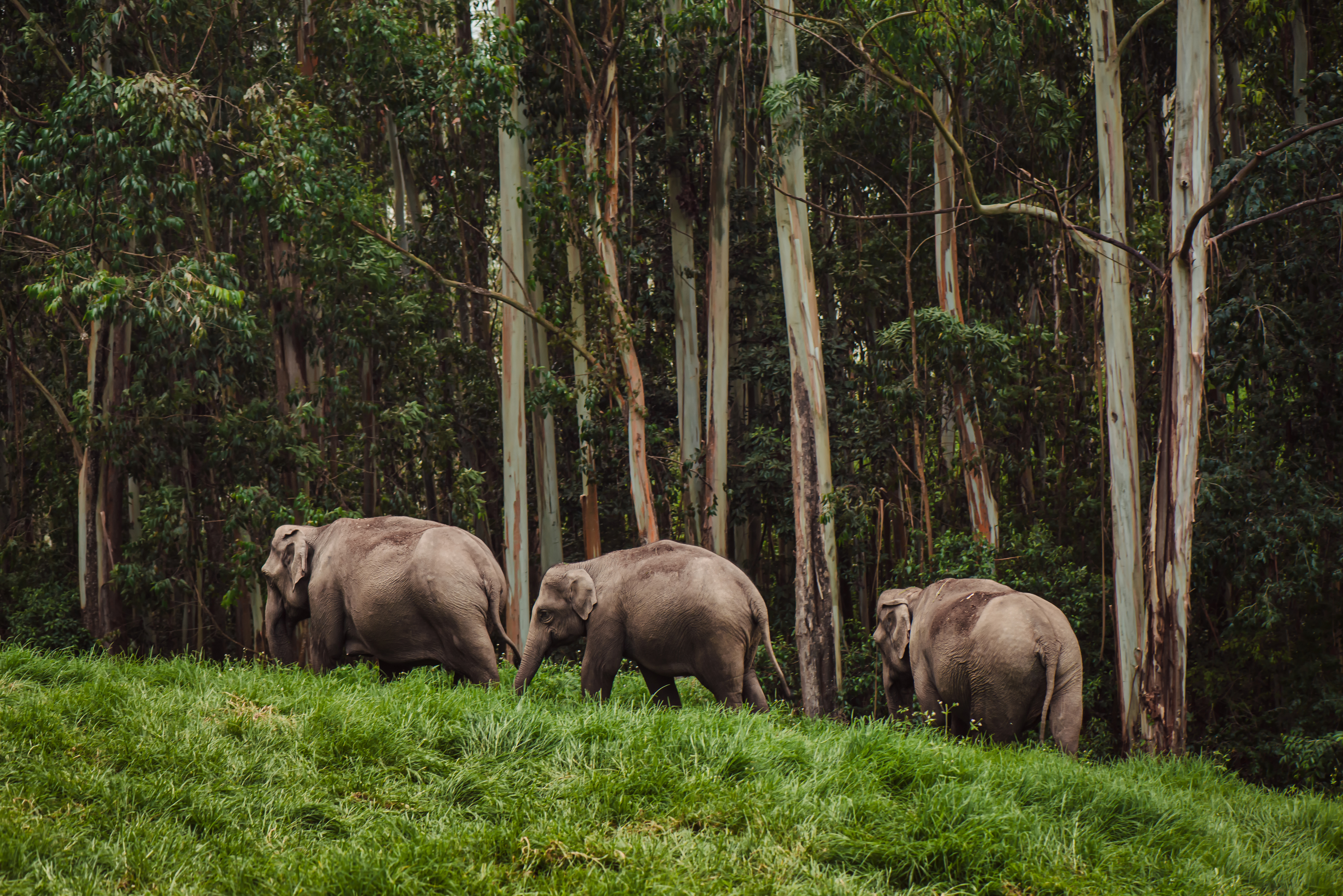 Vilde elefanter græsser i frodig jungle under wildlife safari i Asien