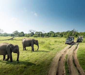 Flok af vilde elefanter ved vandområde i Minneriya Nationalpark under safari i Sri Lanka