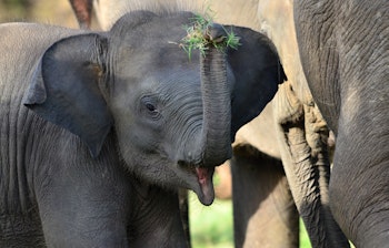Flok af vilde elefanter græsser i det naturskønne Minneriya Nationalpark i Sri Lanka under tørsæsonen