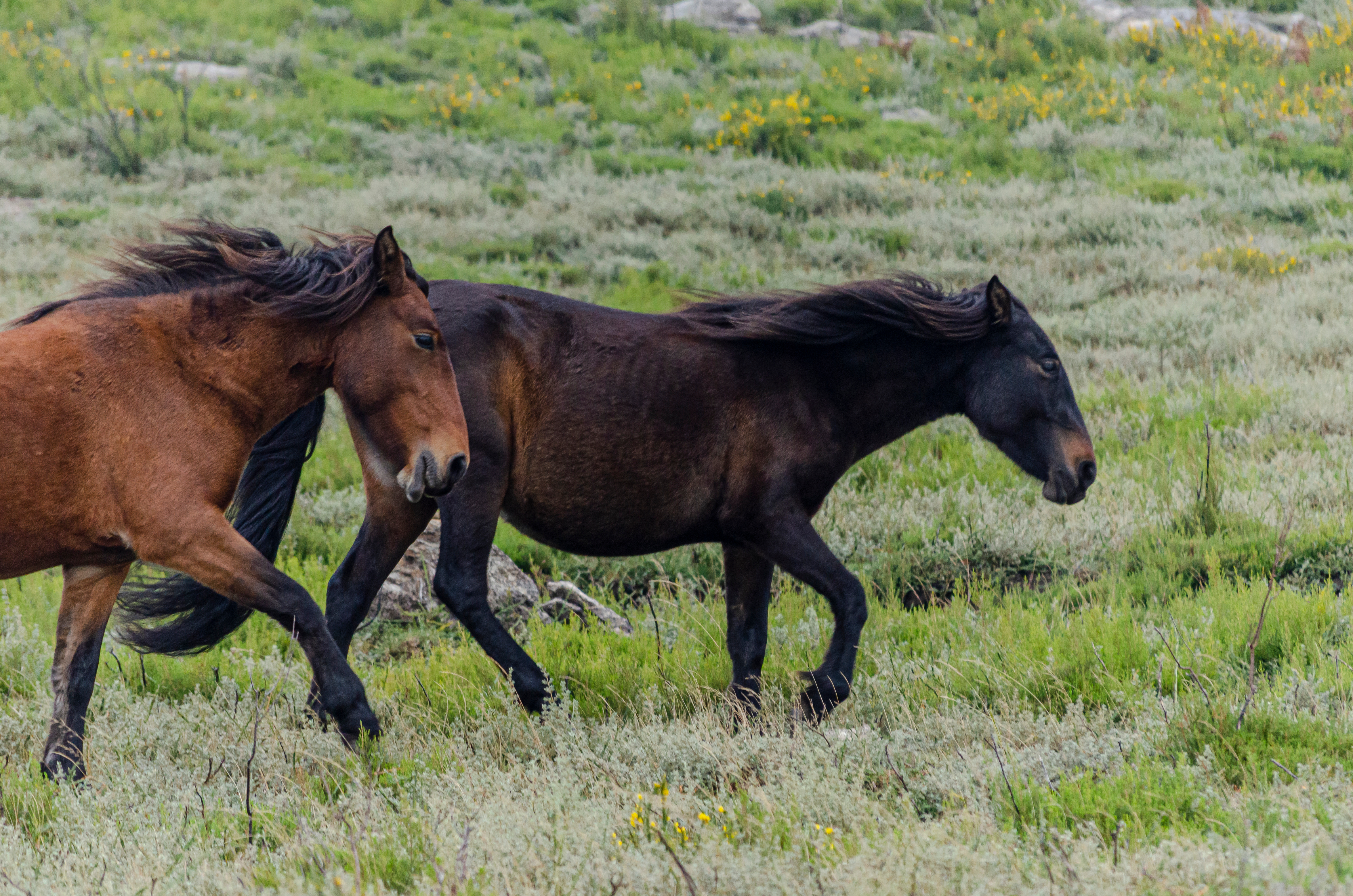 Vilde Garrano heste græsser frit i den frodige natur i Peneda-Geres Nationalpark i Nordportugal