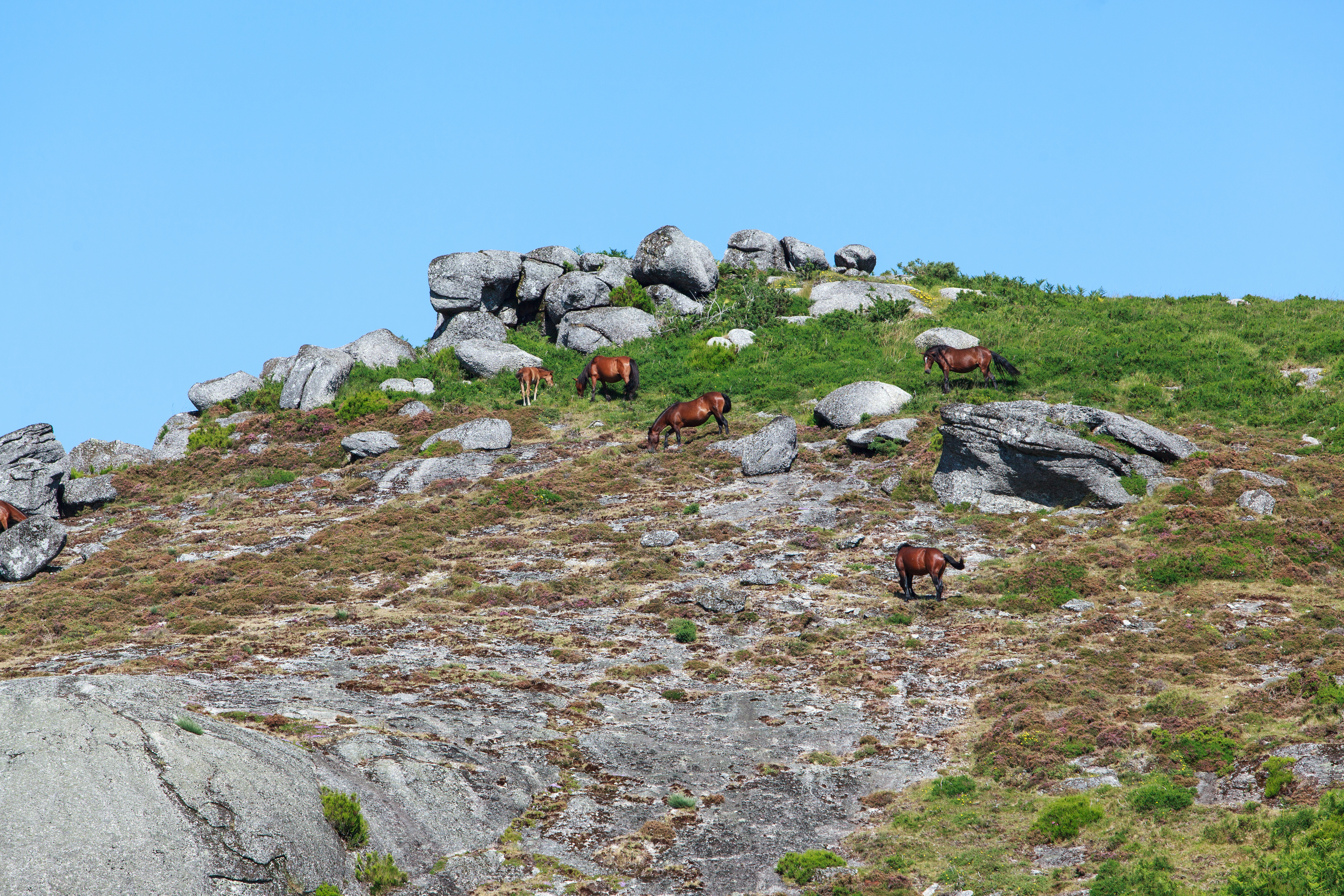 Vilde brune heste græsser på en klippefuld bjergside i Peneda-Gerês Nationalpark, Portugal
